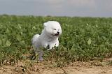 BICHON FRISE 214